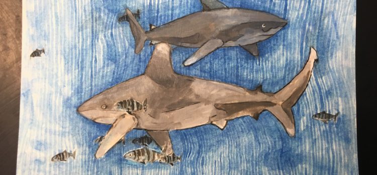 Oceanic Whitetips