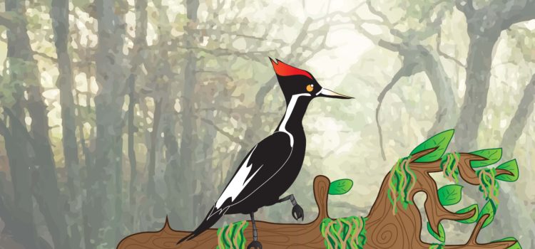 Ivory-Billed Woodpecker