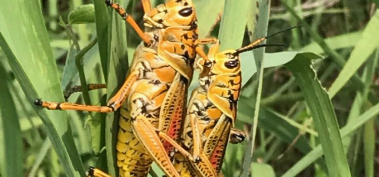 Florida is… Grasshoppers ( Romalea microptera)