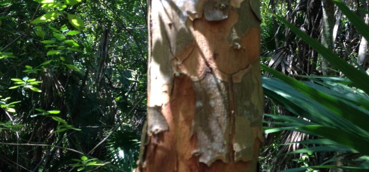 Florida is… Poisonwood (Metopium toxiferum)