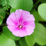 Ipomoea_pes-caprae_(4)_1200