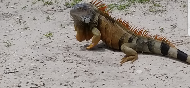 Iguanas