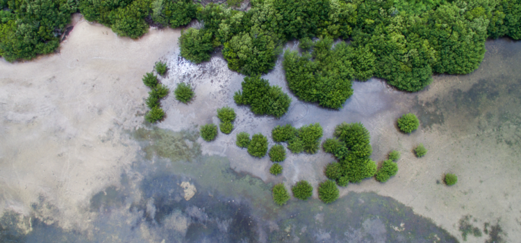 FLORIDA IS… Mangroves