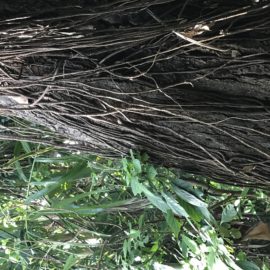 Trees with Root Tresses