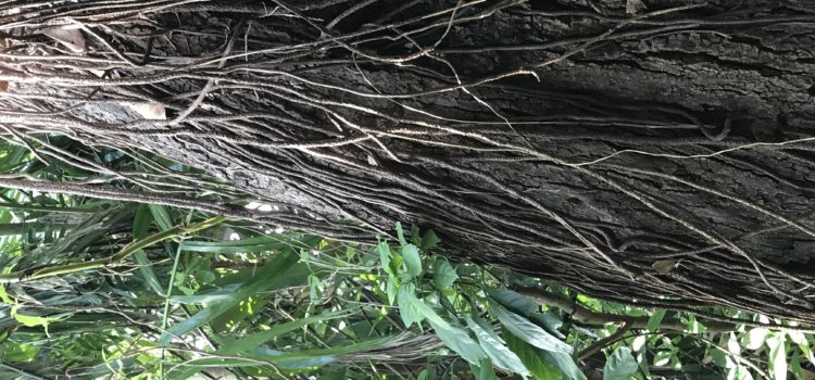 Trees with Root Tresses