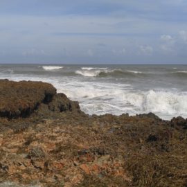 Florida is a diverse nest; a home for natives as well as for immigrants who have added colors and spices to the already idyllic background of sand, surf, plant and animal life already gracing the peninsula!