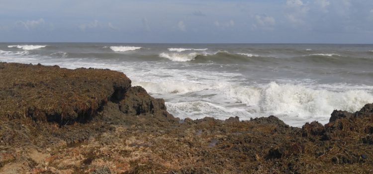 Florida is a diverse nest; a home for natives as well as for immigrants who have added colors and spices to the already idyllic background of sand, surf, plant and animal life already gracing the peninsula!