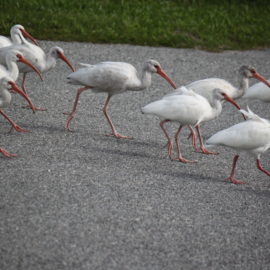 FLORIDA IS… Nature living despite mankind