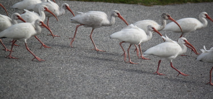 FLORIDA IS… Nature living despite mankind