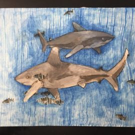 Oceanic Whitetips