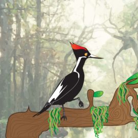 Ivory-Billed Woodpecker